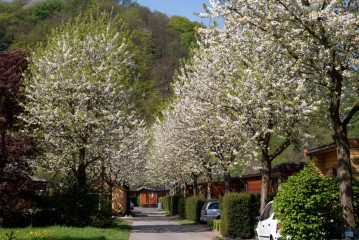 An einem sonnigen Tag führt eine gepflasterte Straße mit blühenden Bäumen zwischen Häusern und Hecken hindurch, mit einem bewaldeten Hügel im Hintergrund.