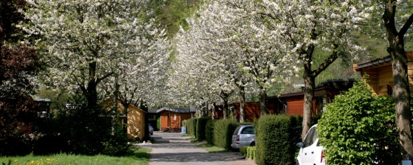 Ein gepflasterter Weg, gesäumt von blühenden Bäumen und parkenden Autos, verläuft an einem sonnigen Tag zwischen kleinen Häusern und grünen Sträuchern.