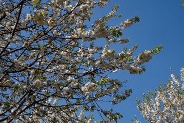 Zweige eines Baumes mit weißen Blütenbüscheln und grünen Blättern vor einem klaren blauen Himmel.