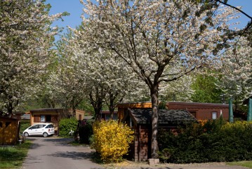 Eine ruhige Straße in einem Wohngebiet mit blühenden Bäumen, grünen Büschen, Holzhäusern und einem weißen Auto, das auf der linken Seite geparkt ist.