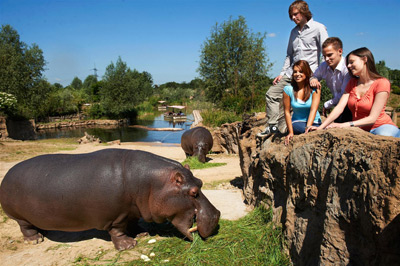Vier Personen stehen auf einem Felsvorsprung in einem Zoo und beobachten zwei Flusspferde, die an einem sonnigen Tag in der Nähe eines Teiches Gras fressen.