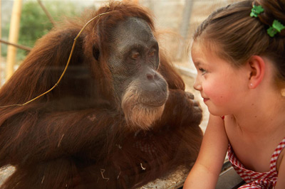 Ein junges Mädchen betrachtet einen Orang-Utan durch eine Glasbarriere hindurch, wobei beide Blickkontakt aufzunehmen scheinen.