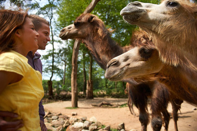 Zwei Menschen stehen an einem sonnigen Tag mit Bäumen im Hintergrund in der Nähe mehrerer Kamele in einem Außengehege und blicken auf die Tiere.
